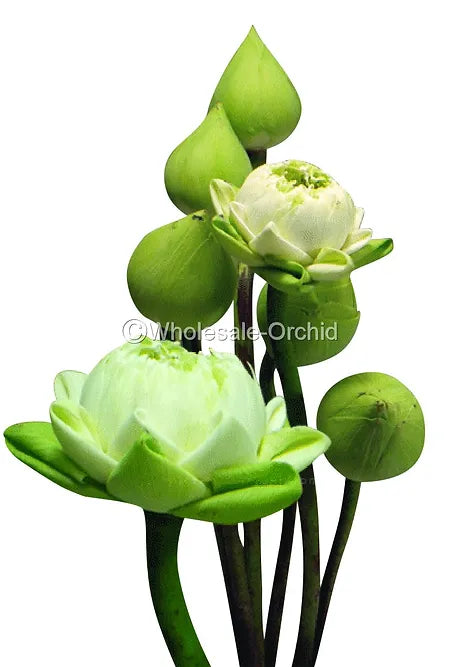 Prebook BULK - 60 LOTUS Assorted White Pink POD Fresh Cut Flowers