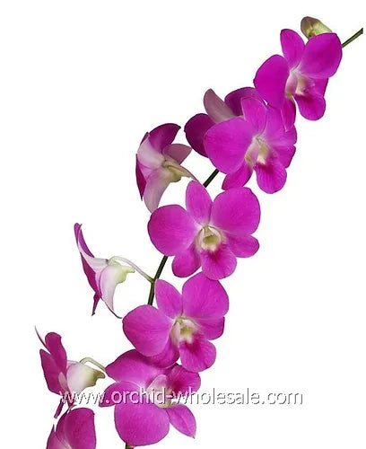 Prebook BULK - Hot Pink Queen Pink Madam Dendrobium Orchid Fresh Cut Flowers (NO VASE)