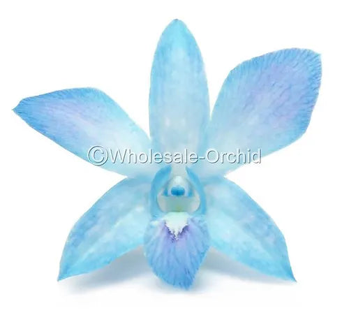 Prebook BULK - Baby Blue DYED-Misteen Miss Teen Dendrobium Orchid Fresh Cut Flowers (NO VASE)