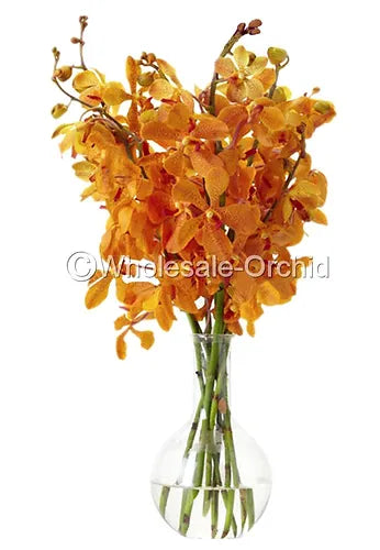 Prebook BULK - Orange Mokara Orchid Fresh Cut Flowers (NO VASE)