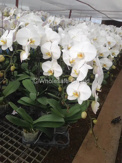 Prebook BULK - White Yellow Lips Phalaenopsis Orchid Fresh Cut Flowers