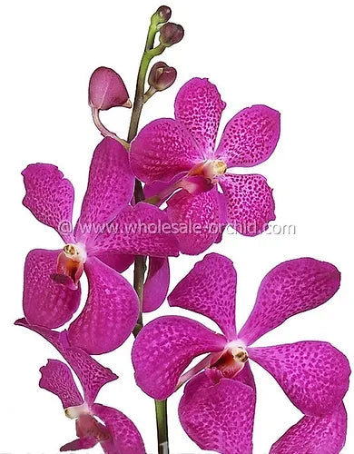 Prebook BULK - Hot Pink Mokara Orchid Fresh Cut Flowers (NO VASE)