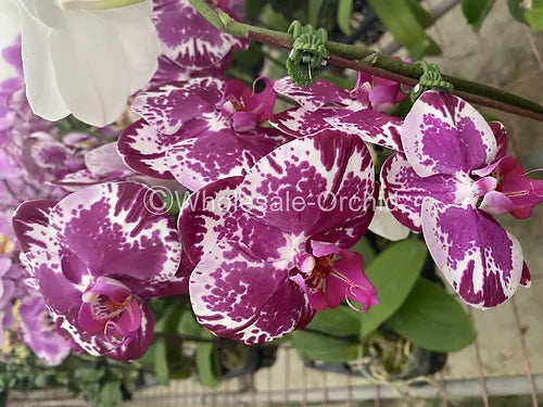 Prebook Bulk - PURPLE Haelequin Spotted Phalaenopsis Orchid Fresh Cut Flowers