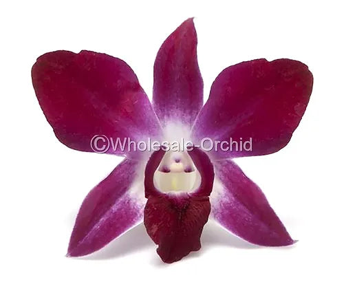 Prebook BULK - Purple Sonia Variegated Bombay Dendrobium Orchid Fresh Cut Flowers (NO VASE)