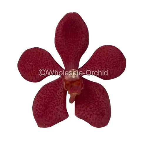 Prebook BULK - RED RUBY Mokara Orchid Fresh Cut Flowers
