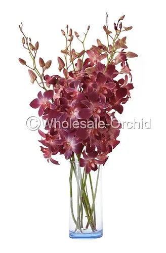 Prebook BULK - RED DYED-Sonia Bombay Dedndrobium Orchid Fresh Cut Flowers (NO VASE)