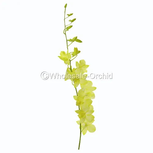 Prebook BULK - YELLOW White-DYED Dendrobium Orchid Fresh Cut Flowers (NO VASE)