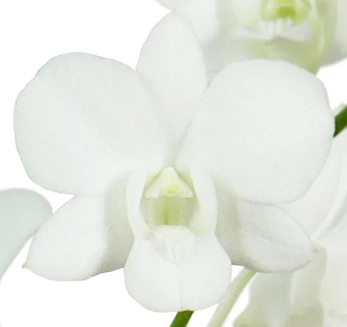 Prebook BULK - WHITE Dendrobium Orchid Fresh Cut Flowers (NO VASE)