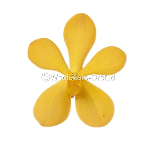 Prebook BULK - Orange Mokara Orchid Fresh Cut Flowers (NO VASE)