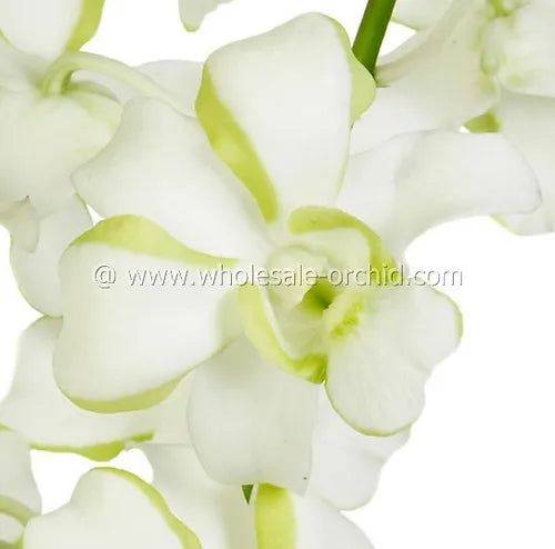 Prebook BULK - White-Green Liberty Orchid Fresh Cut Flowers (NO VASE)