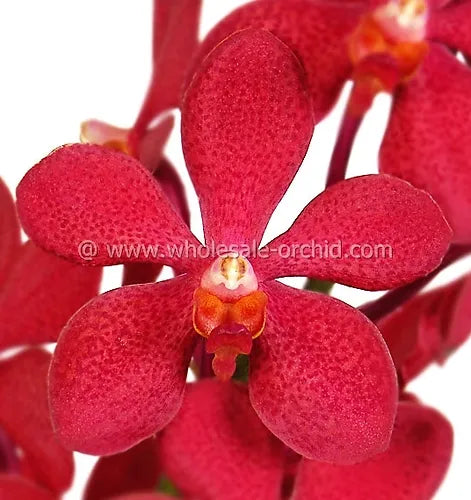Prebook BULK - RED RUBY Mokara Orchid Fresh Cut Flowers