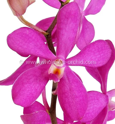 Prebook BULK - Hot Pink Mokara Orchid Fresh Cut Flowers (NO VASE)