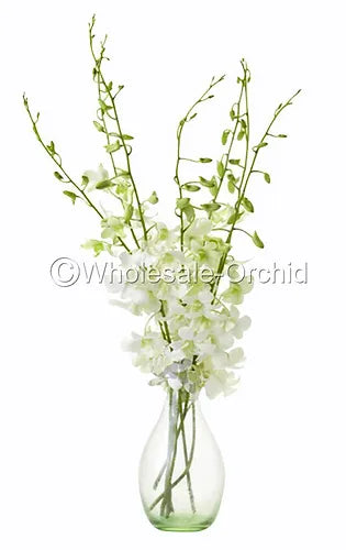 Prebook BULK - WHITE Dendrobium Orchid Fresh Cut Flowers (NO VASE)