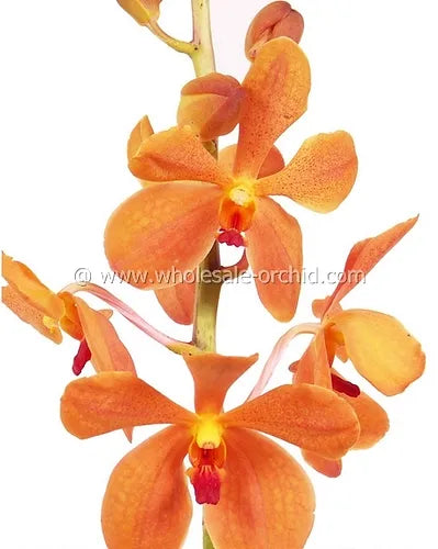 Prebook BULK - Orange Jubkuan Mokara Orchid Fresh Cut Flowers (NO VASE)