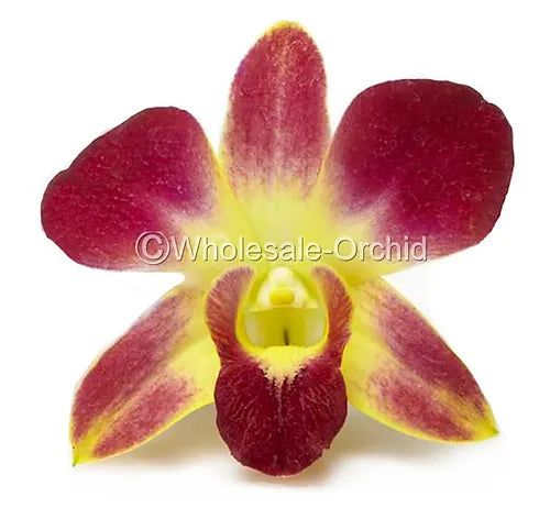 Prebook BULK - YELLOW DYED-Sonia Bombay Dendrobium Orchid Fresh Cut Flowers (NO VASE)
