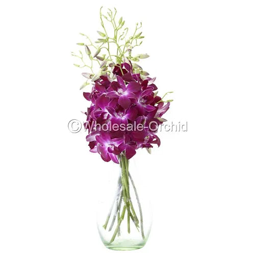 Prebook BULK - Purple Sonia Variegated Bombay Dendrobium Orchid Fresh Cut Flowers (NO VASE)