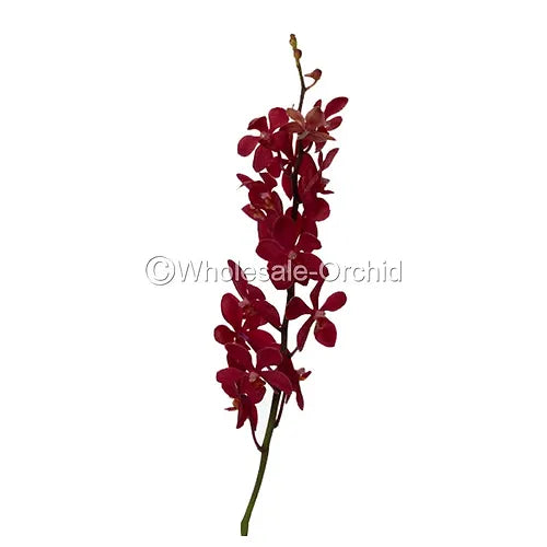 Prebook BULK - RED RUBY Mokara Orchid Fresh Cut Flowers