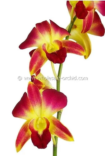 Prebook BULK - YELLOW DYED-Sonia Bombay Dendrobium Orchid Fresh Cut Flowers (NO VASE)
