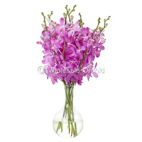 Prebook BULK - Pink Mokara Orchid Fresh Cut Flowers (NO VASE)