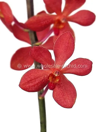 Prebook BULK - RED Mokara Orchid Fresh Cut Flowers (NO VASE)