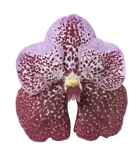Prebook BULK - Brown Vanda Orchid Fresh Cut Flowers