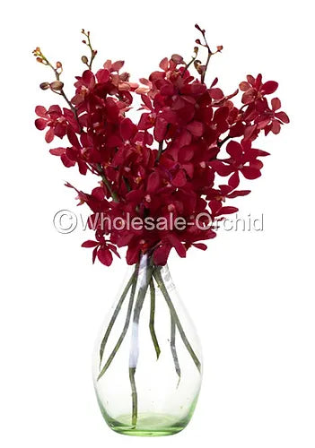 Prebook BULK - RED RUBY Mokara Orchid Fresh Cut Flowers