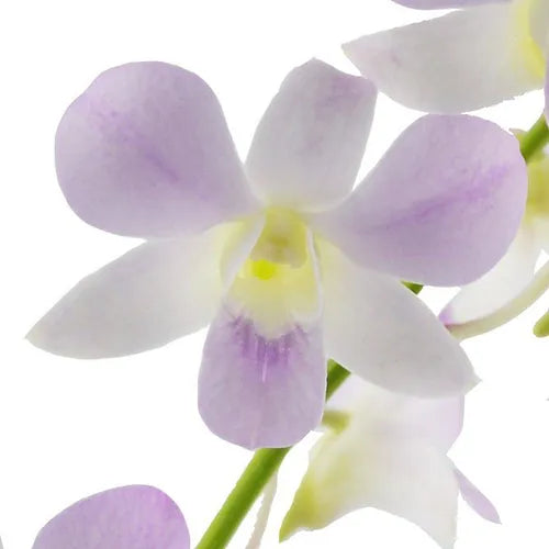 Prebook BULK - Blush Pink Misteen Miss Teen Dendrobium Orchid Fresh Cut Flowers (NO VASE)