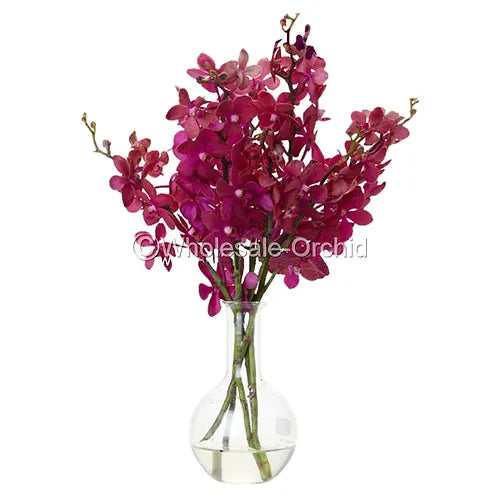 Prebook BULK - Mokara RED ROBIN Orchid Fresh Cut Flowers (NO VASE)
