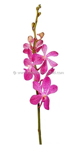 Prebook BULK - Hot Pink Mokara Orchid Fresh Cut Flowers (NO VASE)