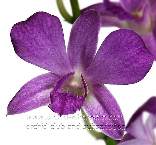 Prebook BULK - Viola Ice Blue Ocean Lavender Dendrobim Orchid Fresh Cut Flowers (NO VASE)