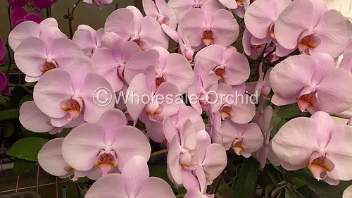 Prebook BULK - Pink Phalaenopsis Orchid Fresh Cut Flowers