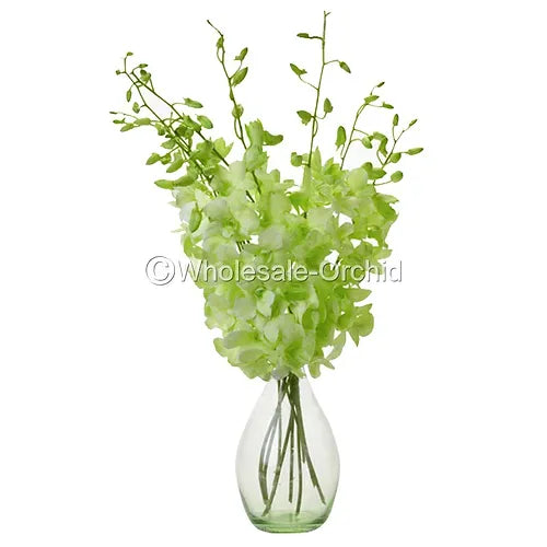 Prebook BULK - Light Green White-DYED Dendrobium Orchid Fresh Cut Flowers (NO VASE)