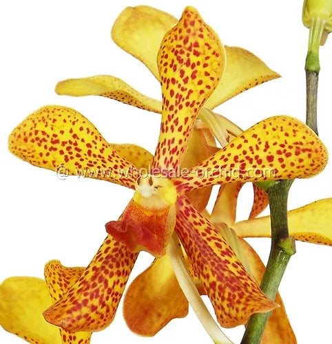 Prebook BULK - Yellow Punnee Tiger Orchid Fresh Cut Flowers (NO VASE)