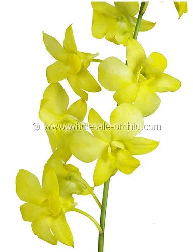 Prebook BULK - YELLOW White-DYED Dendrobium Orchid Fresh Cut Flowers (NO VASE)