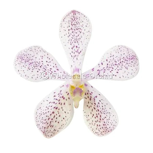 Prebook BULK - White Mokara Orchid Fresh Cut Flowers (NO VASE)