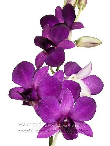 Prebook BULK - Viola Ice Blue Ocean Lavender Dendrobim Orchid Fresh Cut Flowers (NO VASE)