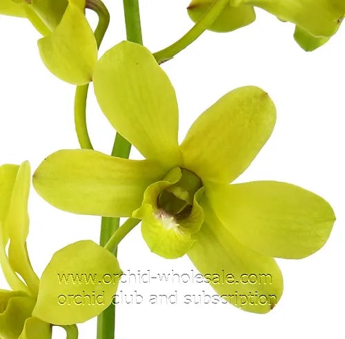 Prebook BULK - APPLE GREEN Dendrobium Green Orchid Fresh Cut Flowers (NO VASE)