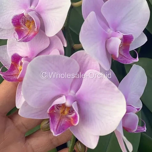 Prebook BULK - Pink Phalaenopsis Orchid Fresh Cut Flowers
