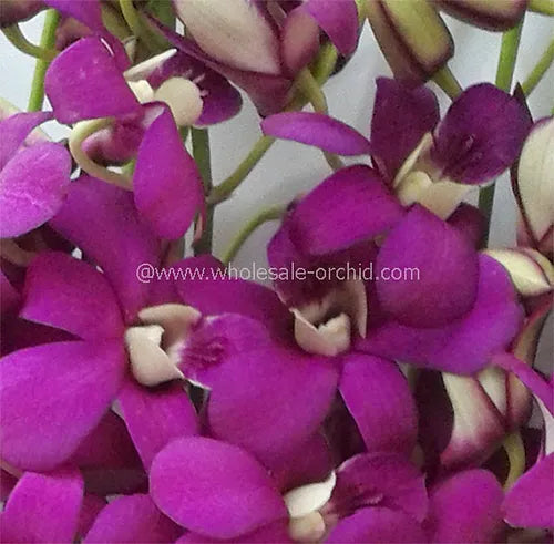 Prebook BULK - Hot Pink Queen Pink Madam Dendrobium Orchid Fresh Cut Flowers (NO VASE)