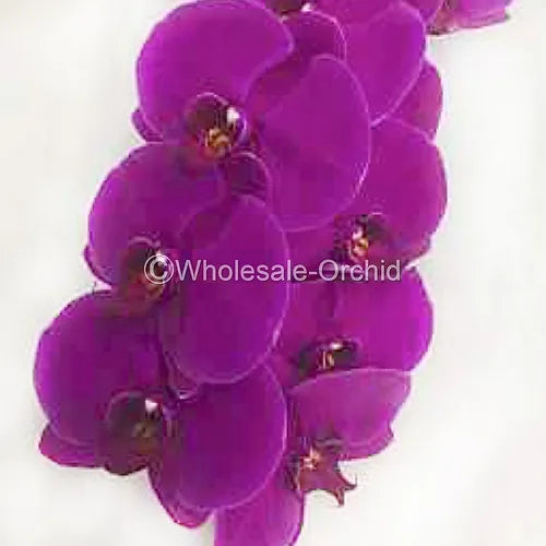 Prebook BULK - Purple Phalaenopsis Orchid Fresh Cut Flowers
