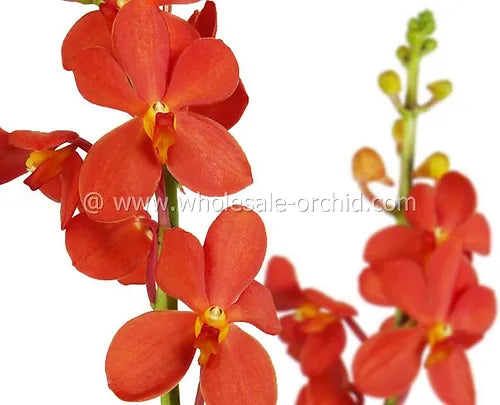 Prebook BULK - Orange Sun Kiss Mida Mokara Orchid Fresh Cut Flowers