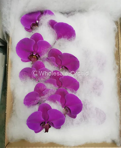 Prebook BULK - Purple Phalaenopsis Orchid Fresh Cut Flowers