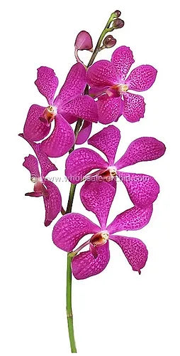 Prebook BULK - Hot Pink Mokara Orchid Fresh Cut Flowers (NO VASE)