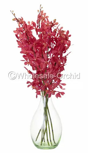 Prebook BULK - RED Mokara Orchid Fresh Cut Flowers (NO VASE)