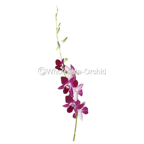 Prebook BULK - Purple Sonia Variegated Bombay Dendrobium Orchid Fresh Cut Flowers (NO VASE)