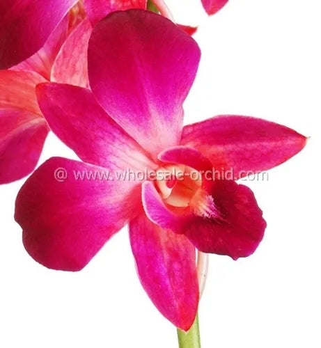 Prebook BULK - RED DYED-Sonia Bombay Dedndrobium Orchid Fresh Cut Flowers (NO VASE)