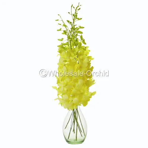 Prebook BULK - YELLOW White-DYED Dendrobium Orchid Fresh Cut Flowers (NO VASE)