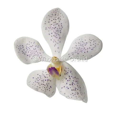 Prebook BULK - White Mokara Orchid Fresh Cut Flowers (NO VASE)
