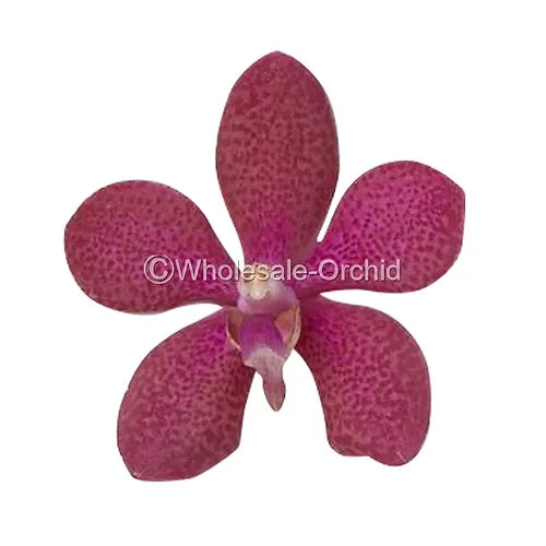 Prebook BULK - Mokara RED ROBIN Orchid Fresh Cut Flowers (NO VASE)