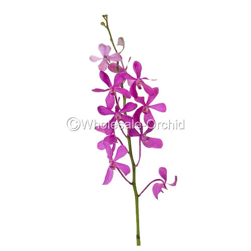 Prebook BULK - Hot Pink Mokara Orchid Fresh Cut Flowers (NO VASE)
